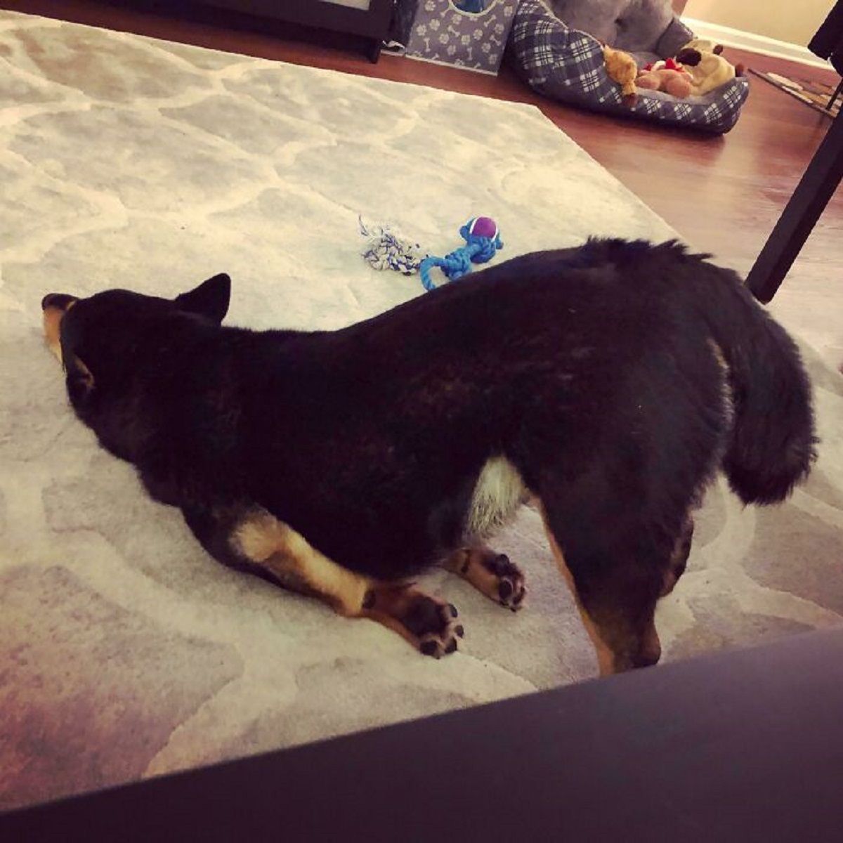 Собака поламався: епічні фото домашніх улюбленців, які змусять сміятись