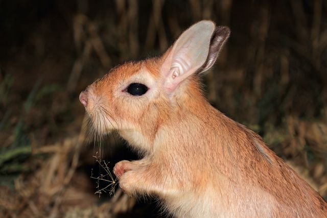 В Африці знайшли гризунів, які світяться в ультрафіолеті: фотофакт - фото 449814