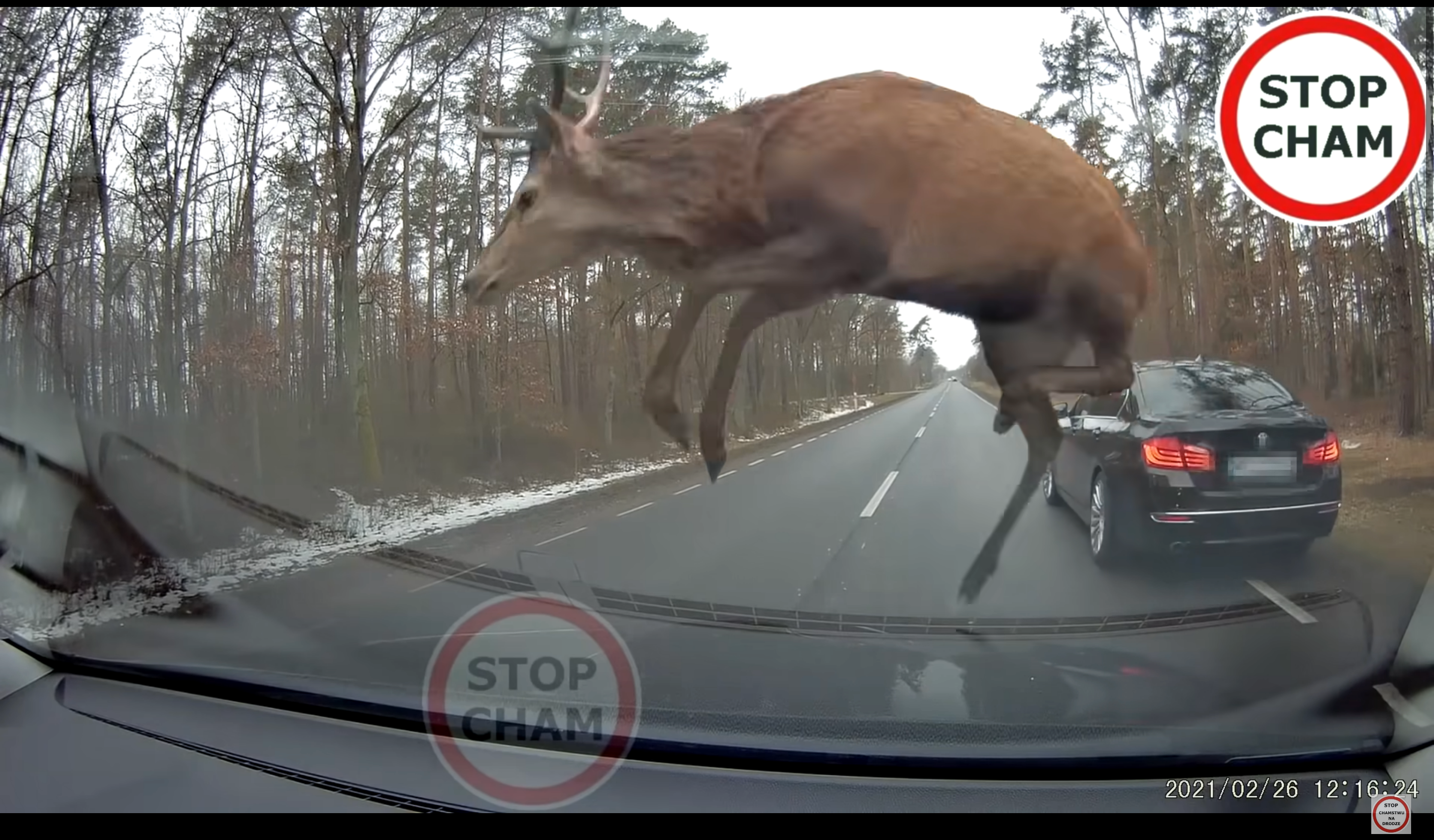 Стадо оленів спробувало перестрибнути BMW на ходу: шокуюче відео