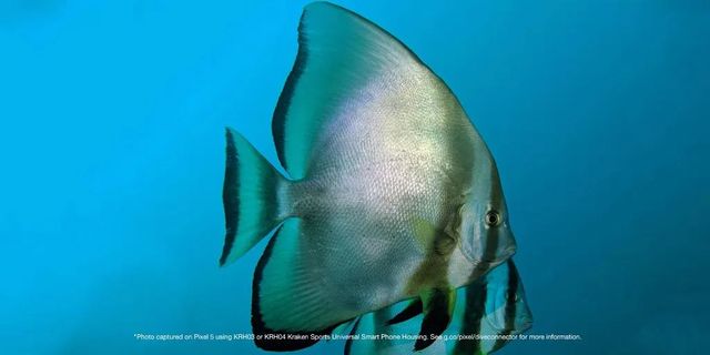 Google Pixel 5 відправили знімати під водою: фотографії вражають - фото 450229