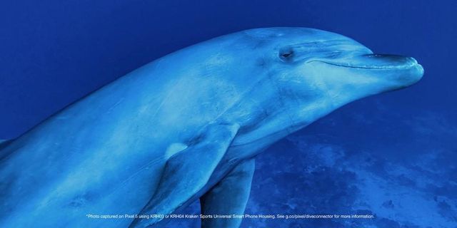 Google Pixel 5 відправили знімати під водою: фотографії вражають - фото 450230