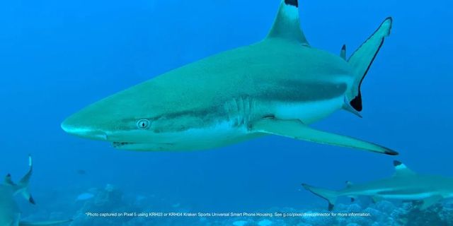 Google Pixel 5 відправили знімати під водою: фотографії вражають - фото 450231