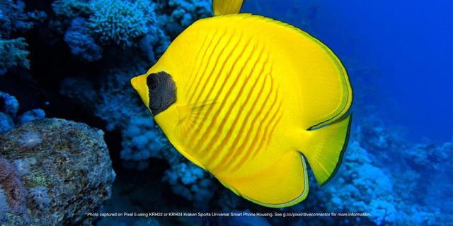 Google Pixel 5 відправили знімати під водою: фотографії вражають - фото 450232