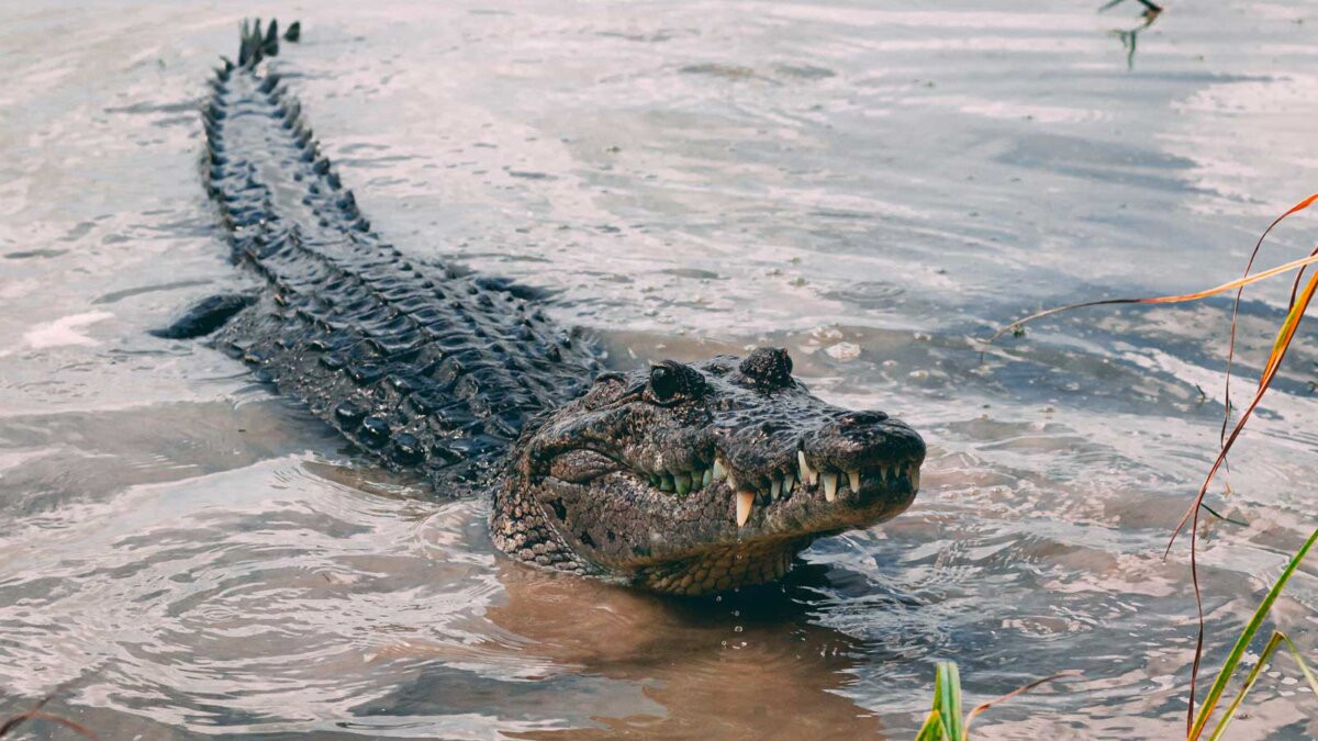 У ПАР десятки крокодилів втекли з ферми - фото 1