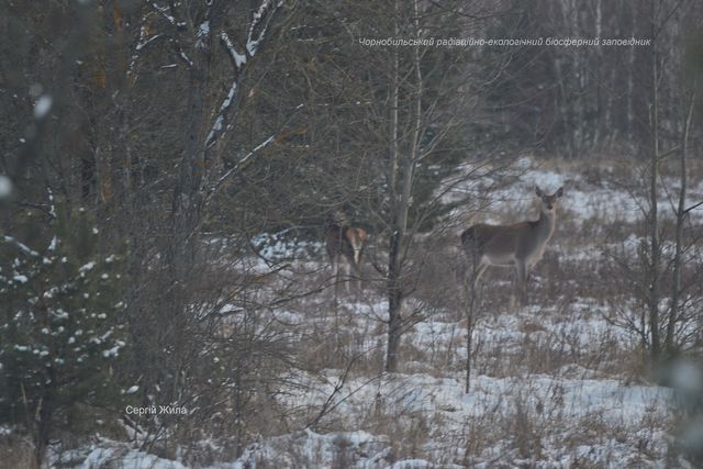 Як у Чорнобильському заповіднику тварини живуть взимку - фото 450355
