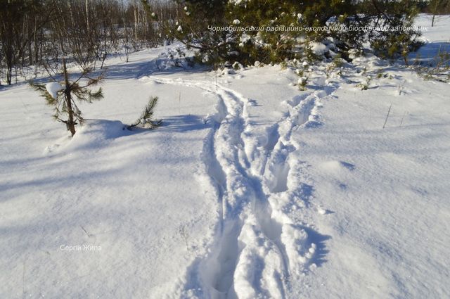 Як у Чорнобильському заповіднику тварини живуть взимку - фото 450356