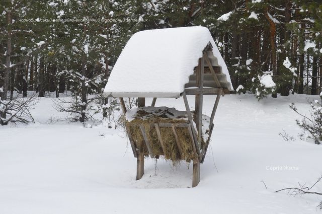 Як у Чорнобильському заповіднику тварини живуть взимку - фото 450357