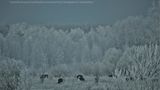 Як у Чорнобильському заповіднику тварини живуть взимку