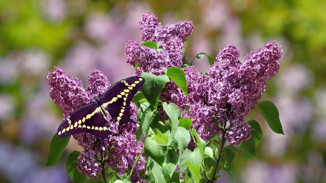7 березня 2023 – яке сьогодні свято: традиції, заборони і прикмети - фото 450408