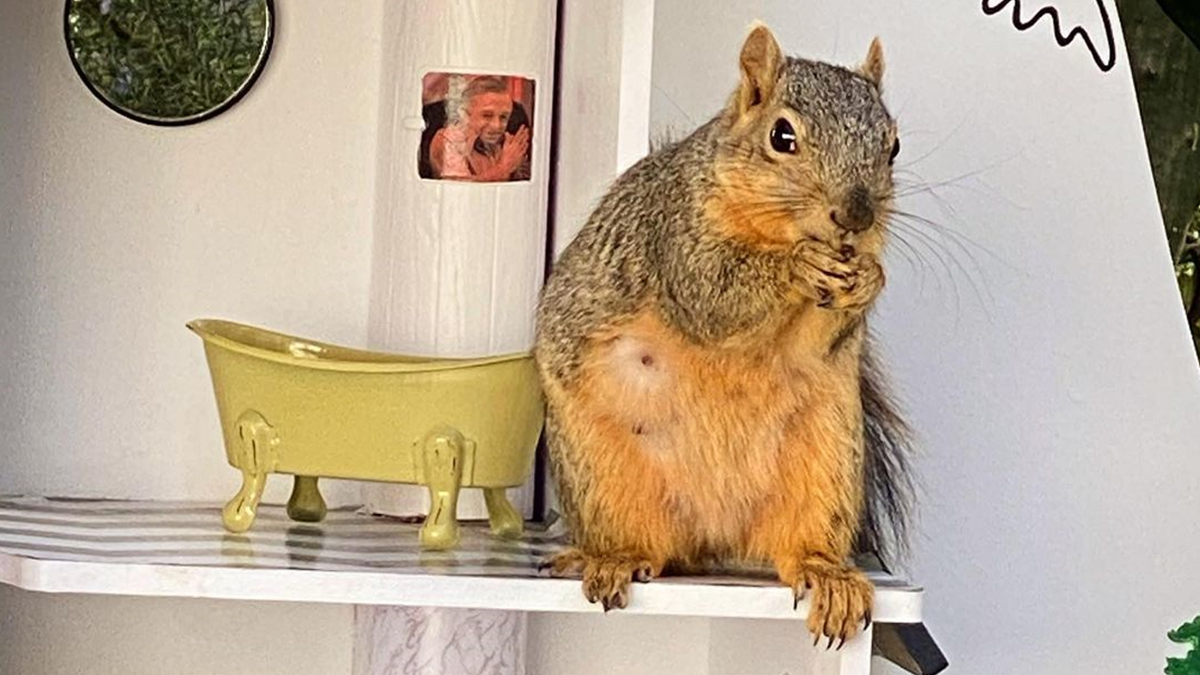 Американець побудував годівницю у стилі Твін Пікс - фото 1