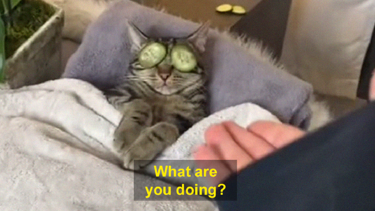 Відео з котом розбурхало TikTok - фото 1