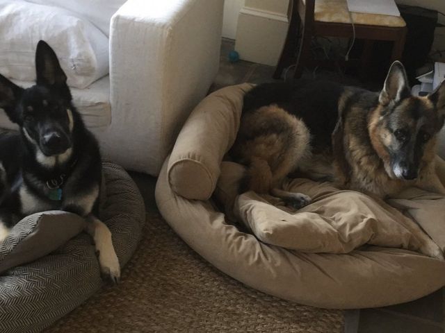 Собак Байдена виселили з Білого дому через агресивну поведінку - фото 450843