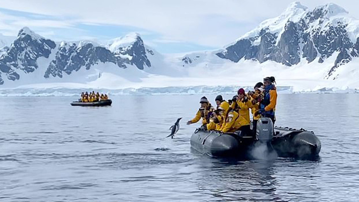 В Антарктиді пінгвін застрибнув у човен до туристів, щоб врятуватися від голодних косаток - фото 1