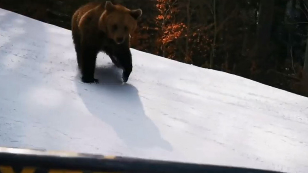 Лижник відволік ведмедя, щоб врятувати туристів: інцидент потрапив на відео - фото 1