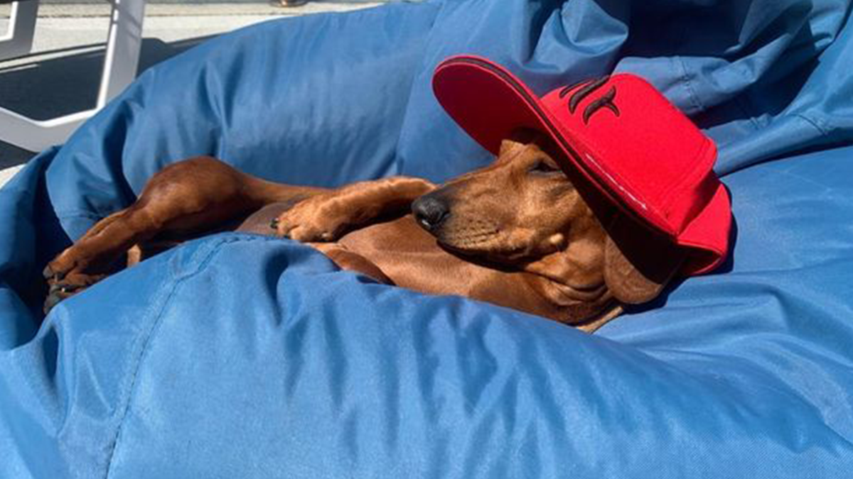 Пара орендувала 15-місну віллу заради щастя свого собаки - фото 1