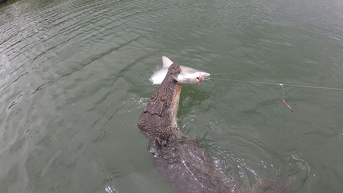 Величезний крокодил поцупив улов у рибалок: моторошне відео - фото 1