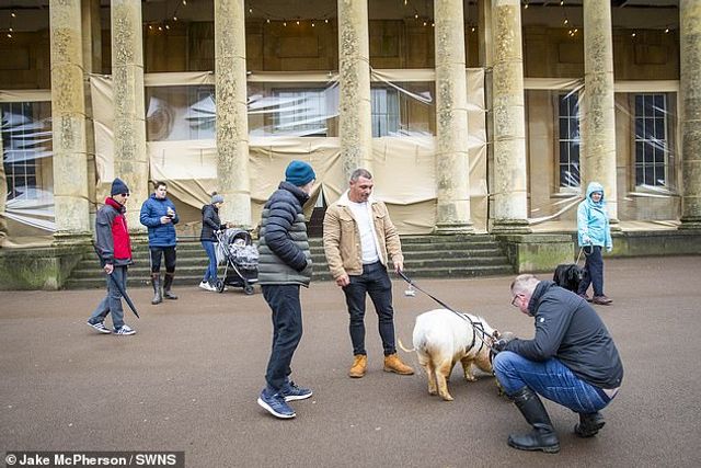 У Великобританії чоловік виростив великих домашніх свиней і гуляє з ними по місту: фото - фото 451103