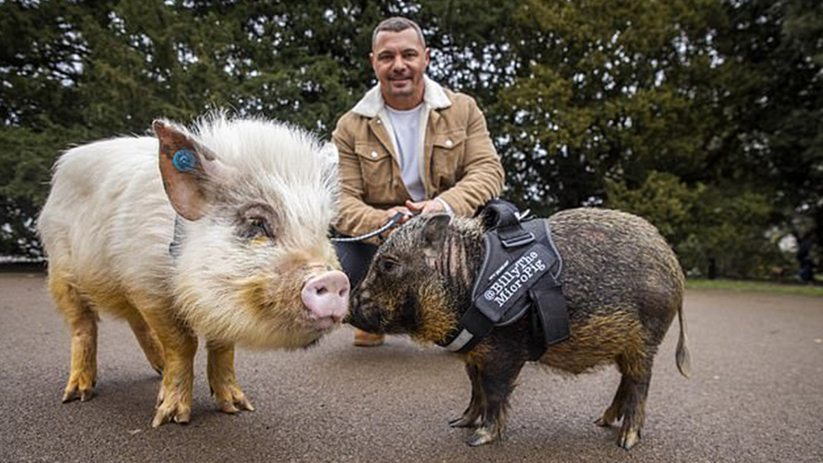 У Великобританії чоловік виростив великих домашніх свиней і гуляє з ними по місту: фото - фото 1