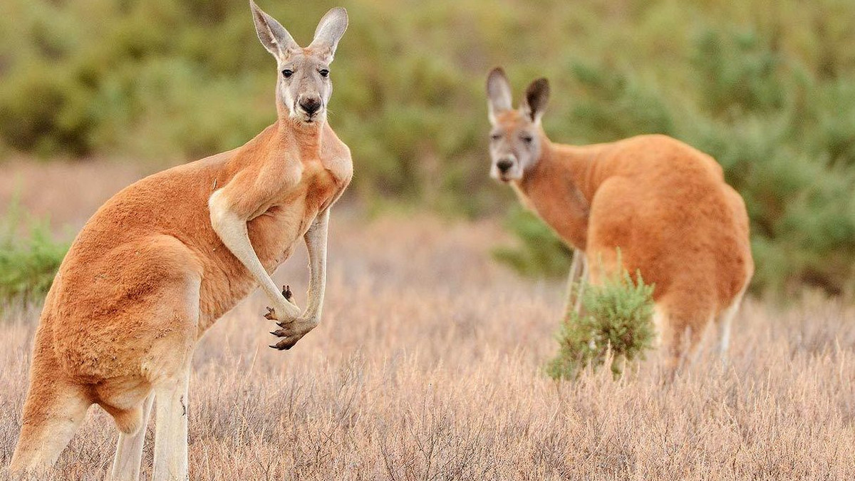 Як кенгуру ходить на чотирьох лапах: виявляється, це видовище не для слабкодухих (відео) - фото 1