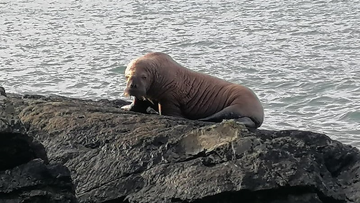 Морж в Ірландії - фото 1