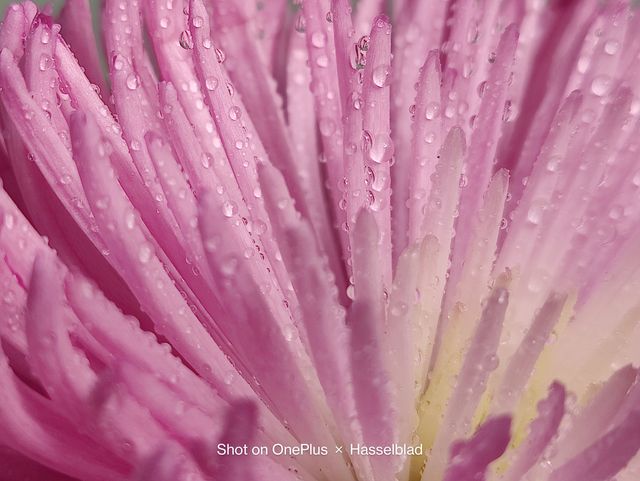 OnePlus 9 Pro: результати тестування та нові фото, зроблені смартфоном - фото 452236