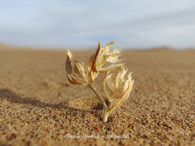 OnePlus 9 Pro: результати тестування та нові фото, зроблені смартфоном - фото 452237