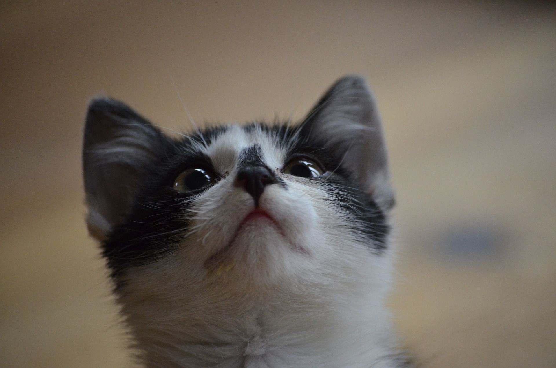 Ось чому варто завести кота - фото 1