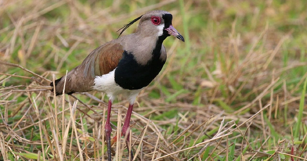 Пташка знесла яйце на футбольному полі прямо під час матчу: кумедне відео - фото 1