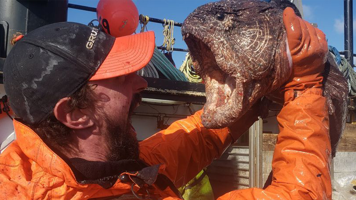 Американець виловив вугра-вовка - фото 1