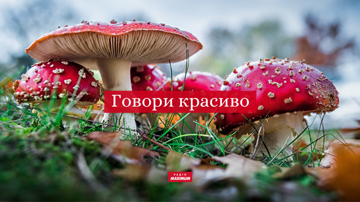 гриби українською - фото 1