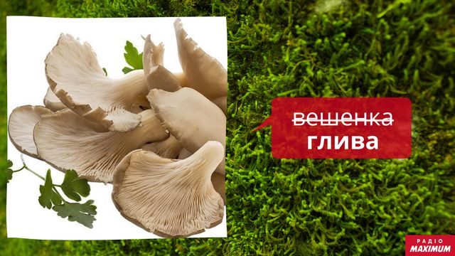 Не шампіньйон і не підосиновик: правильні назви улюблених грибів українською - фото 452787