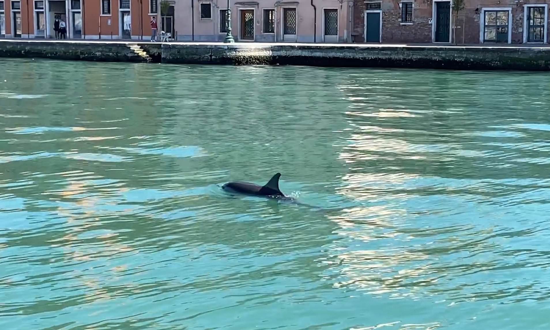 У венеціанський гранд-канал повернулися дельфіни: цього разу вже точно