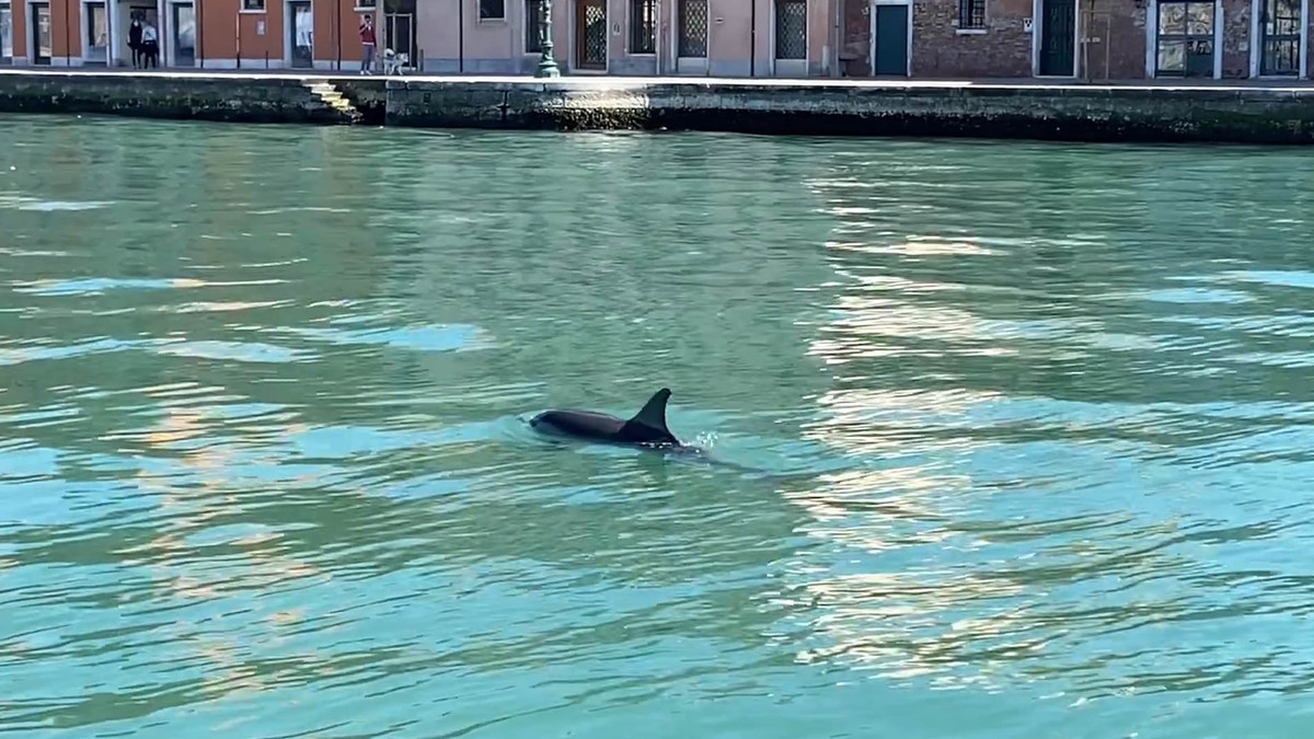 Дельфіни повернулися у Венецію - фото 1