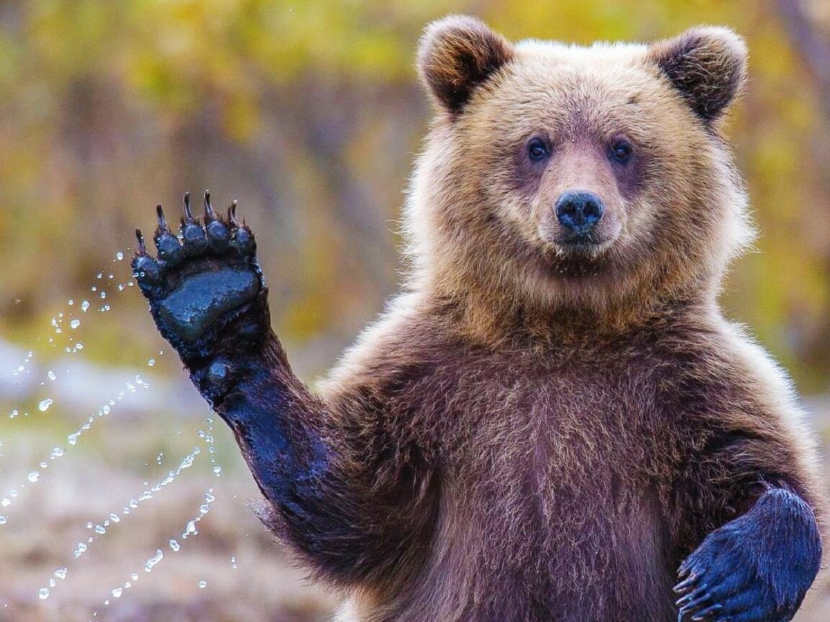 Чоловік підловив на камеру ведмедя, який заліз у джакузі погрітися: кумедне відео