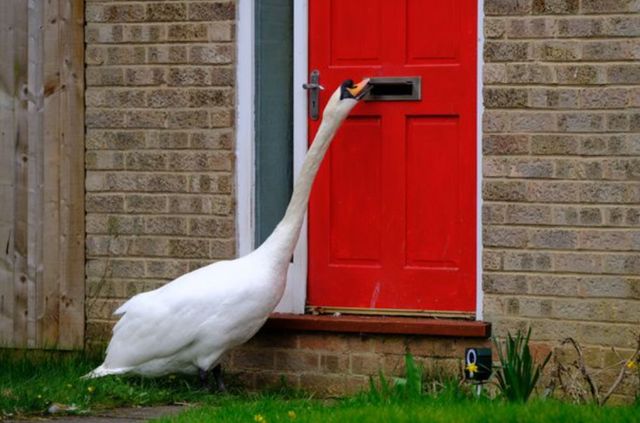 Вередливий лебідь годинами безперервно стукає у двері, тероризуючи жителів міста - фото 453072