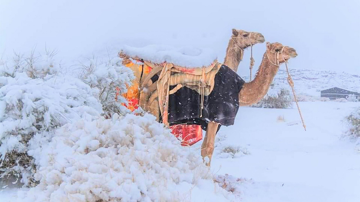 Зима в Сахарі - фото 1
