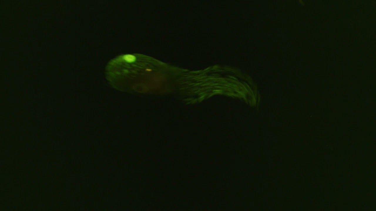 В Арктиці вперше помітили риб, що світяться (відео)