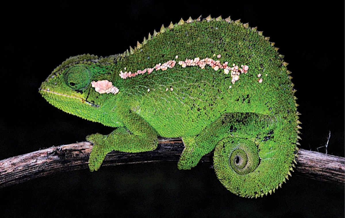 В Ефіопії знайдено абсолютно новий вид тварин