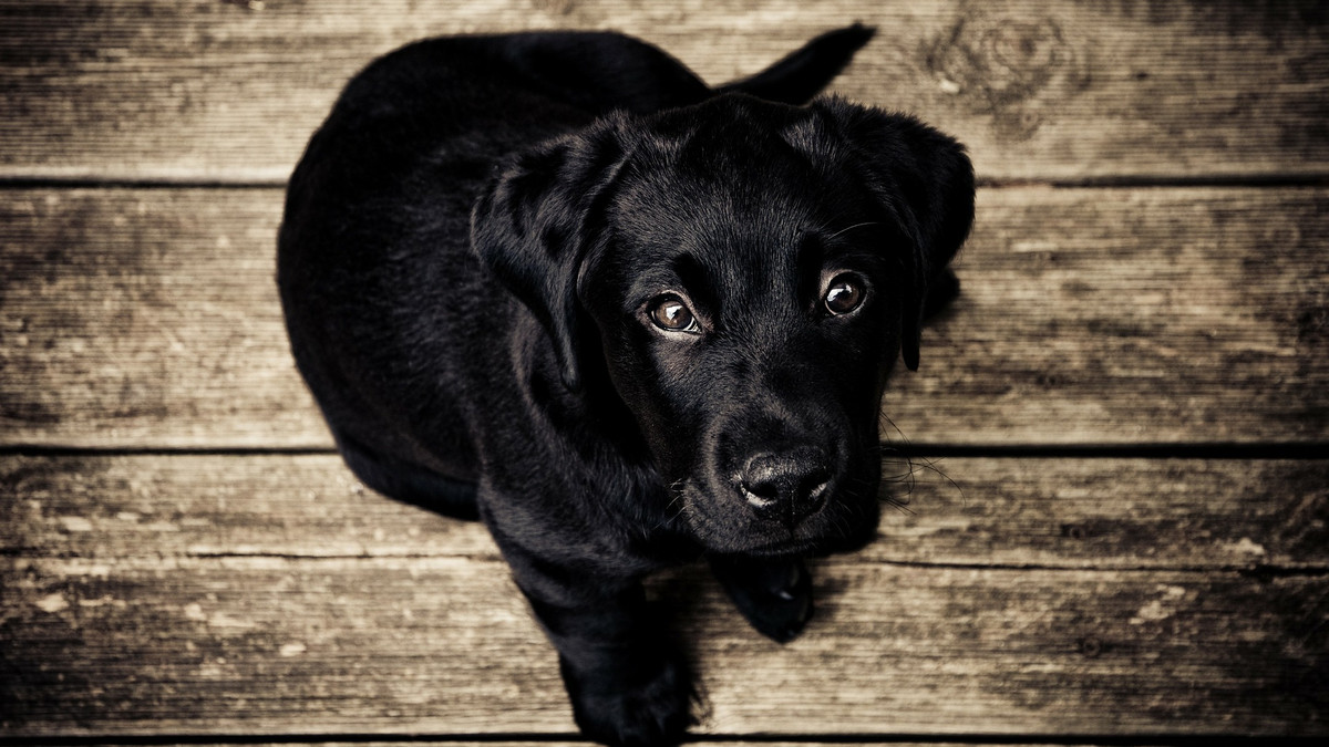 Чому не варто заводити чорного собаку - фото 1