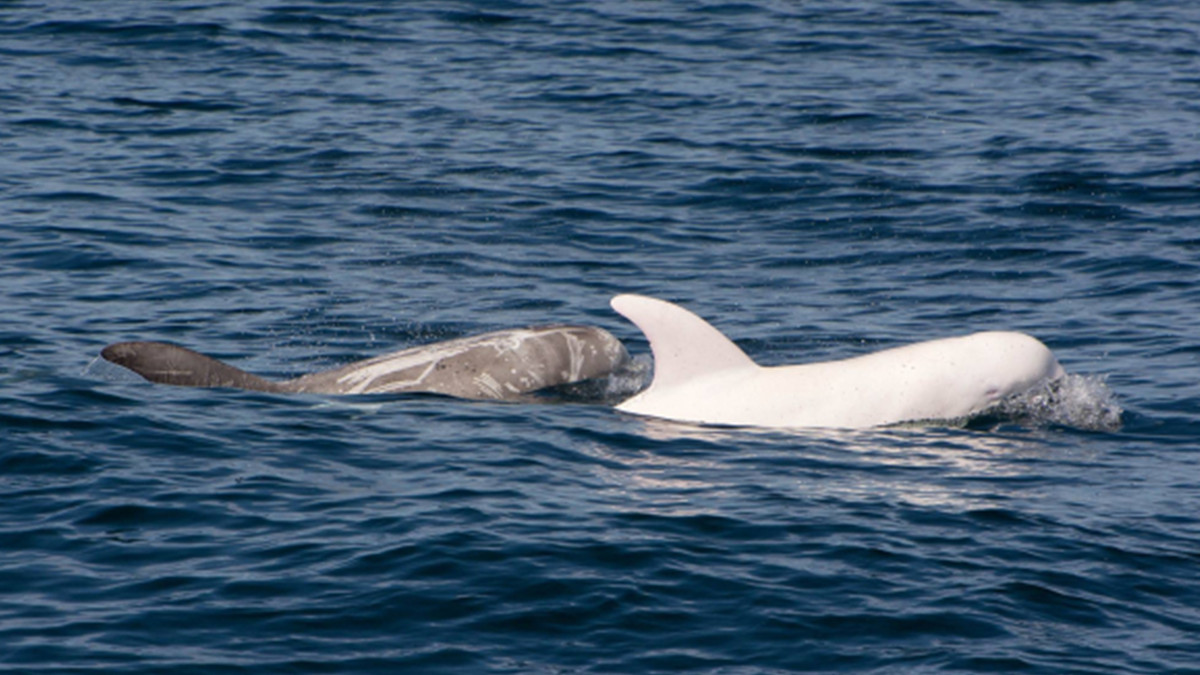 Білий дельфін потрапив на відео - фото 1