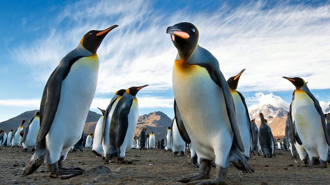 Що допомагає пінгвінами надовго залишатися під водою: несподіваний факт