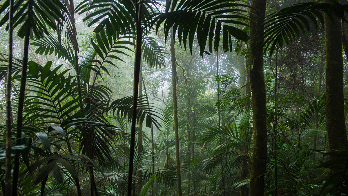 Тропічні ліси планують відновити за допомогою кави - фото 1
