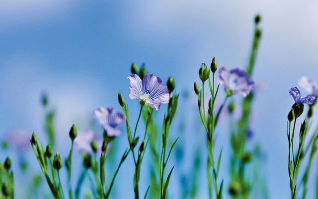 Льон- фото 453850