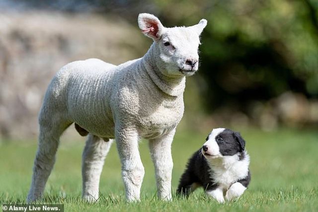 Дружба цуценят з ягням підкорила мережу - фото 453915