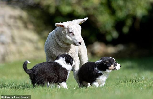 Дружба цуценят з ягням підкорила мережу - фото 453916