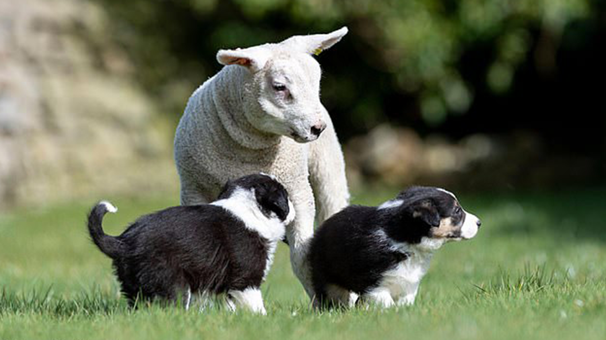 Дружба цуценят з ягням підкорила мережу - фото 1