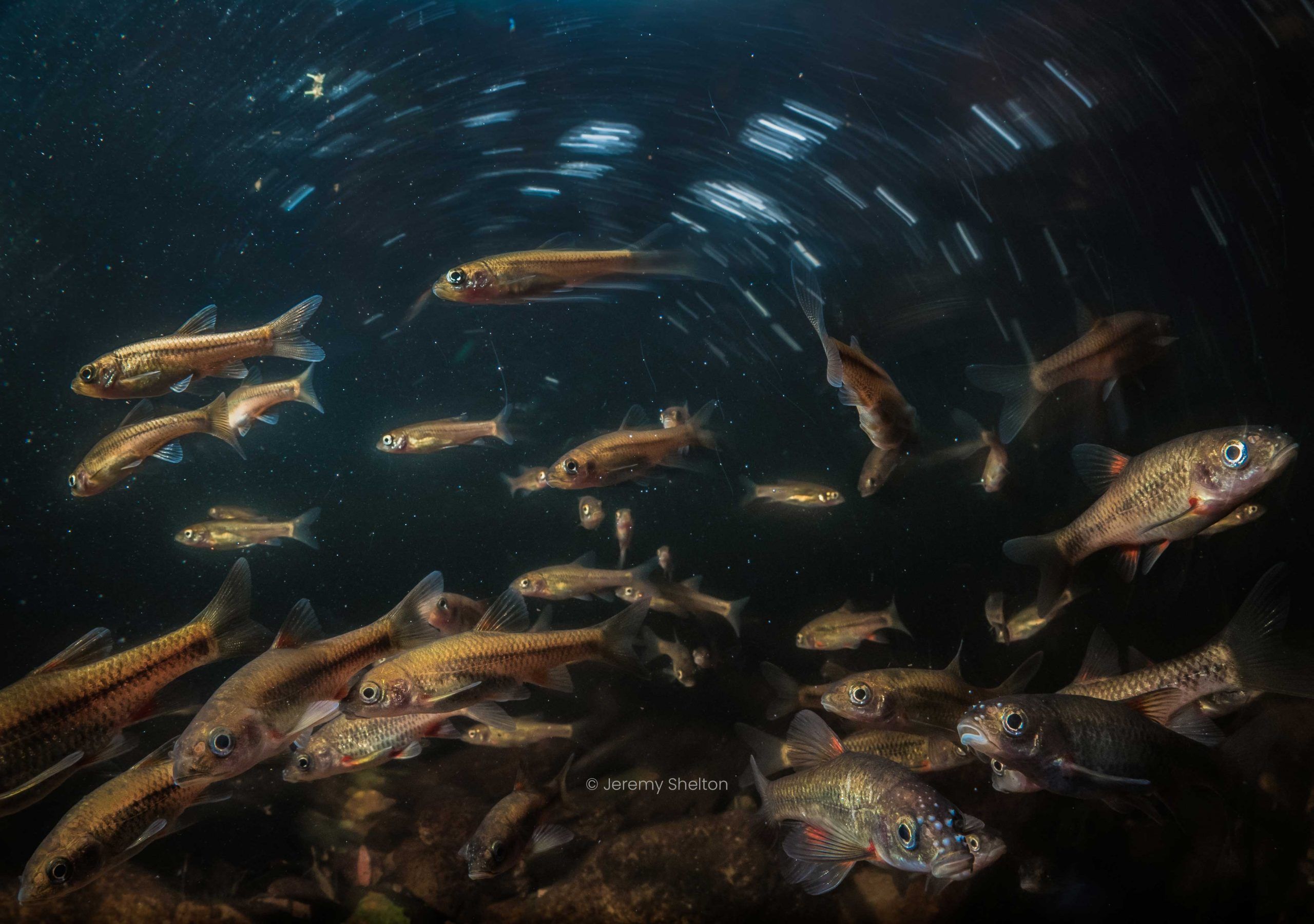 У Нідерландах встановили перший у світі дверний дзвінок для риб