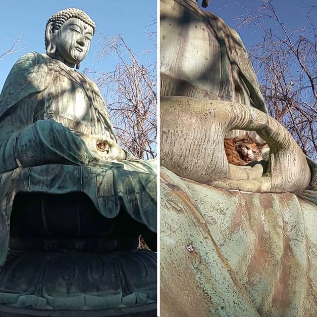 Коти, які відпочивають у найбільш невдалих місцях: епічні фото - фото 454223