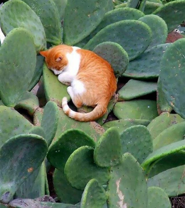 Коти, які відпочивають у найбільш невдалих місцях: епічні фото - фото 454231