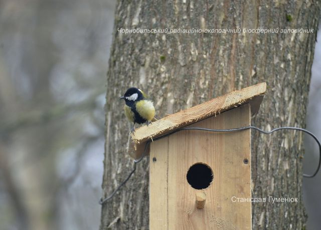 У Чорнобилі встановили нові будиночки для птахів: фотофакт - фото 454288